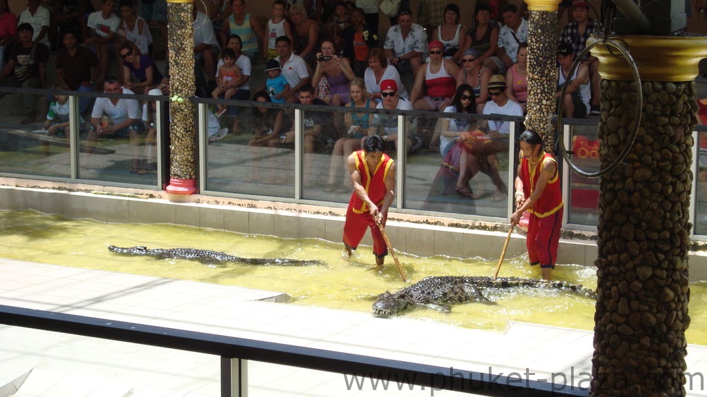 phuket photos activities phuket zoo crocodile show