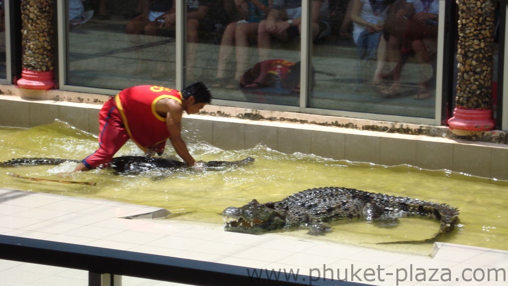 phuket photos activities phuket zoo crocodile show