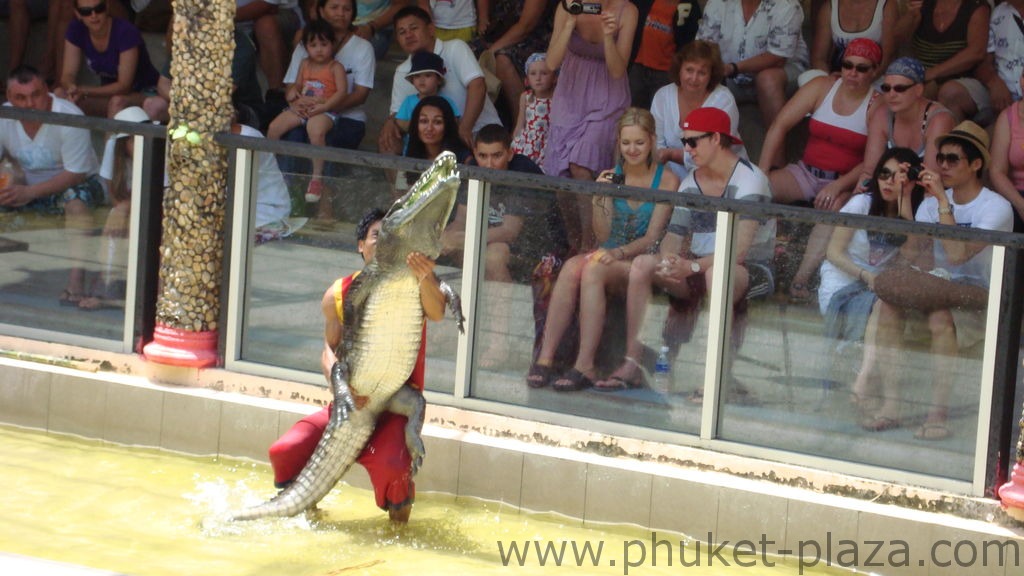 phuket photos activities phuket zoo crocodile show