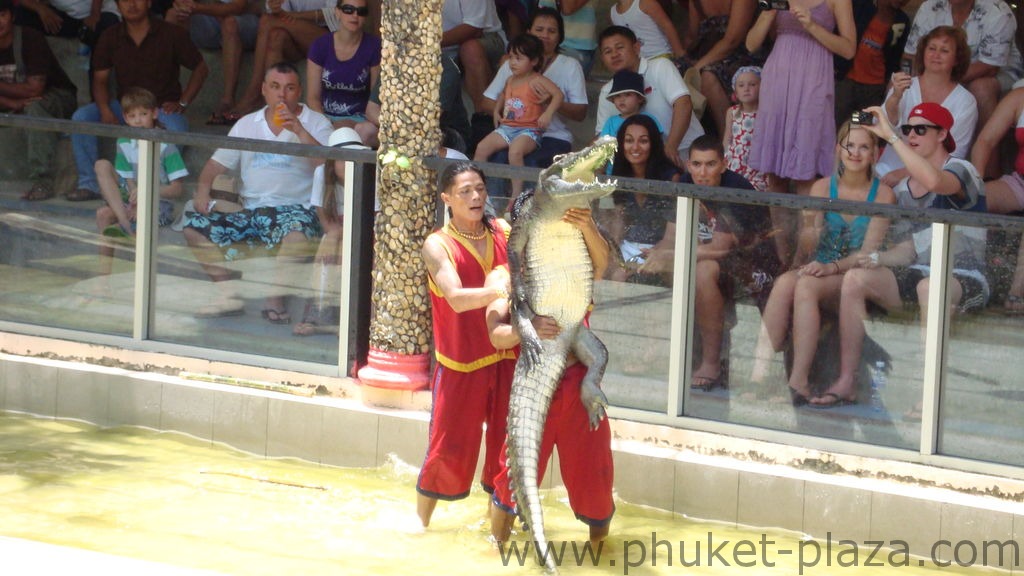 phuket photos activities phuket zoo crocodile show