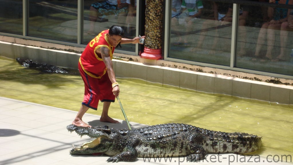 phuket photos activities phuket zoo crocodile show