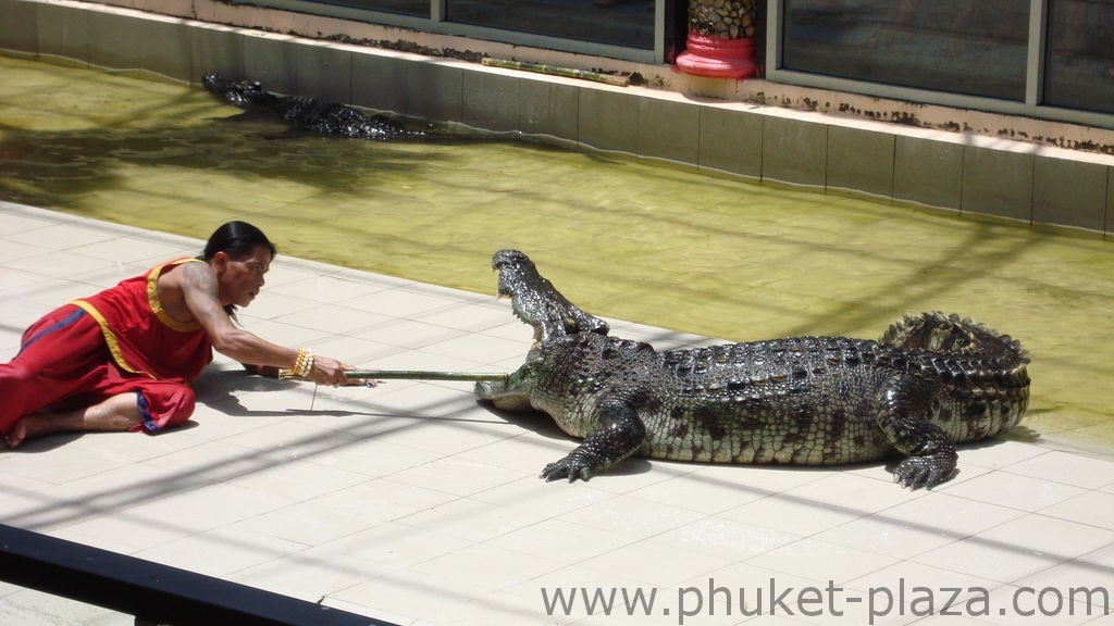 phuket photos activities phuket zoo crocodile show