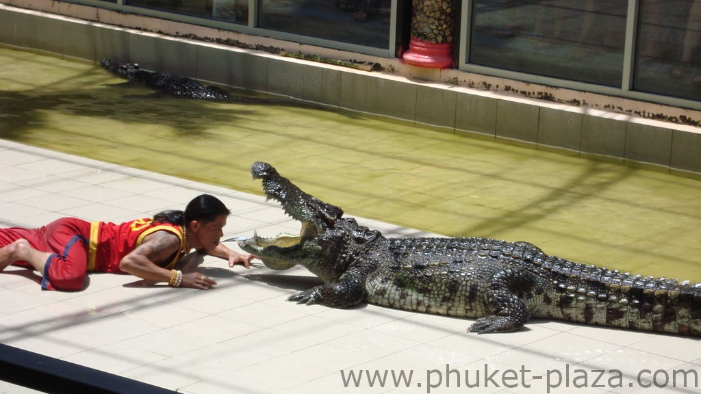 phuket photos activities phuket zoo crocodile show