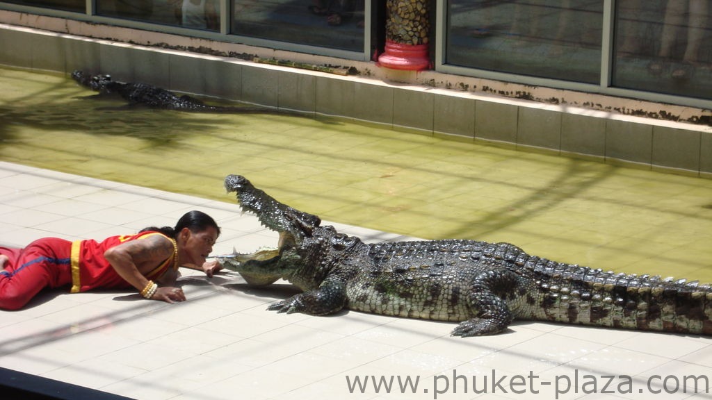 phuket photos activities phuket zoo crocodile show