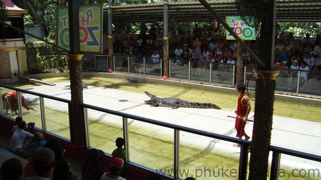 phuket photos activities phuket zoo crocodile show