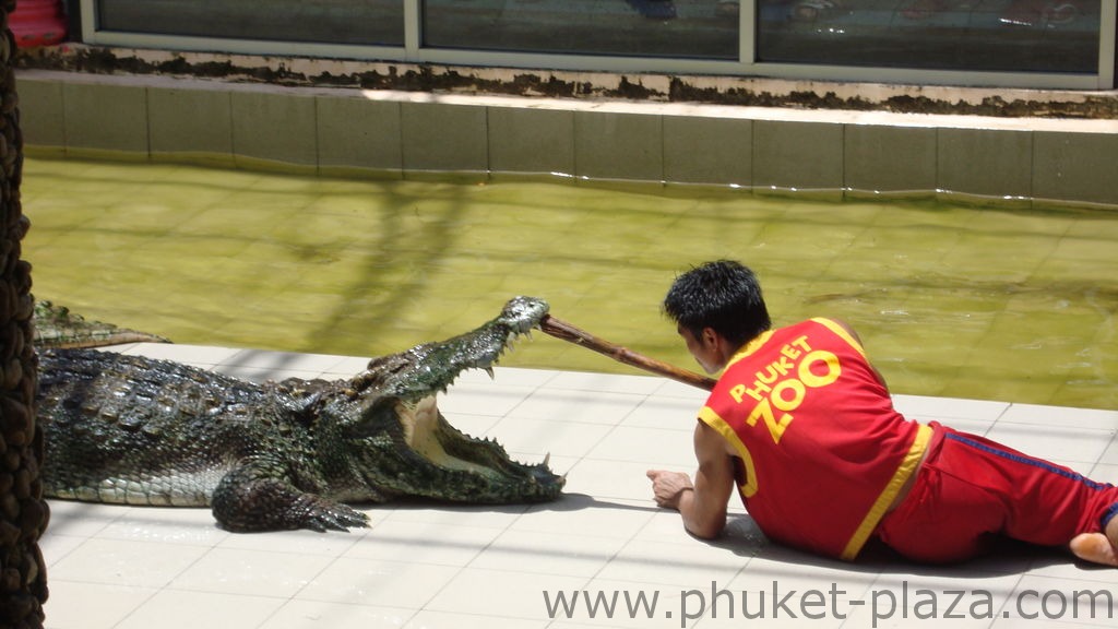 phuket photos activities phuket zoo crocodile show