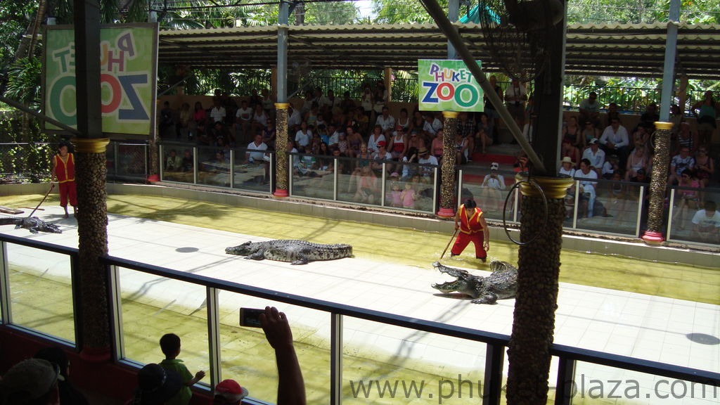 phuket photos activities phuket zoo crocodile show