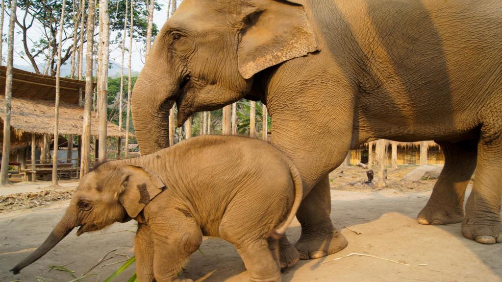 phuket photos attractions elephant-sanctuaries