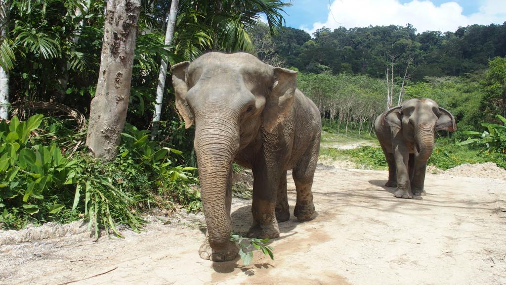 phuket photos attractions elephant-sanctuaries