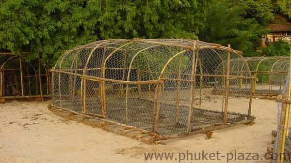 phuket photos daylife phuket town koh siri