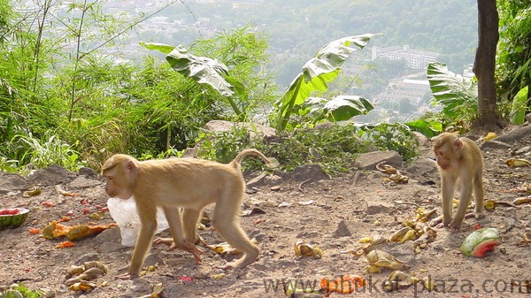 phuket photos daylife phuket town tv mountain