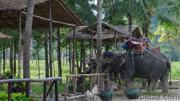 phuket photos daylife chalong elephant trekking