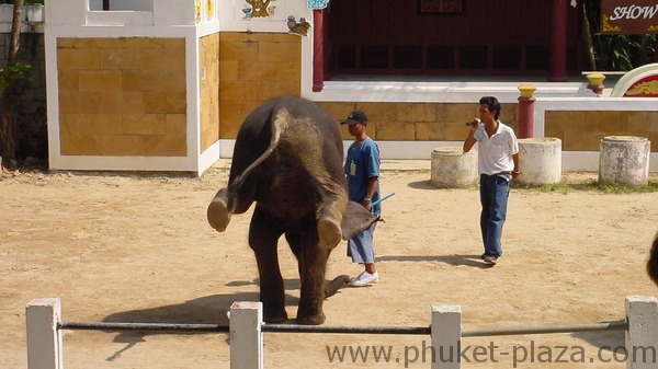 phuket photos activities phuket zoo elephant show