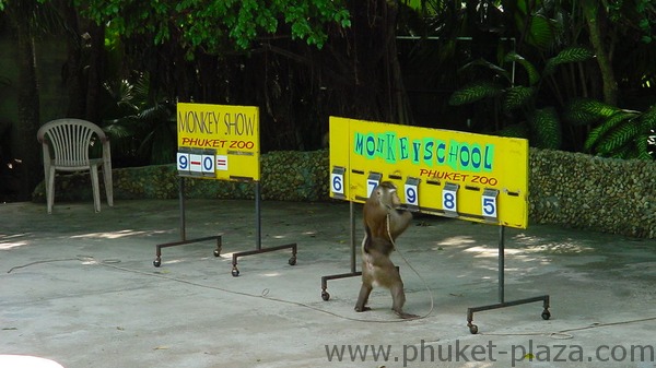 phuket photos activities phuket zoo monkey show