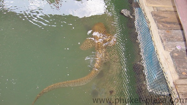 phuket photos daylife phuket town floating restaurant