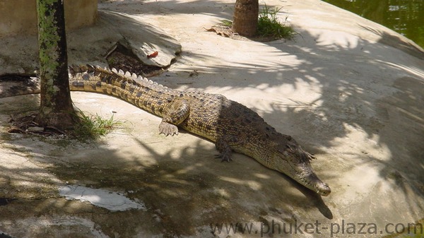 phuket photos activities phuket zoo