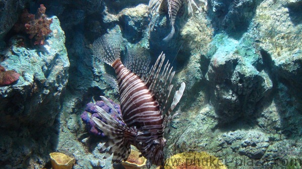 phuket photos activities