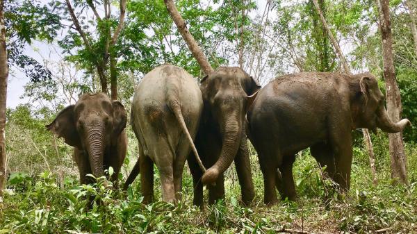 phuket photos attractions elephant-sanctuaries