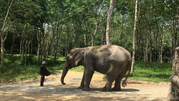 phuket photos attractions elephant-sanctuaries