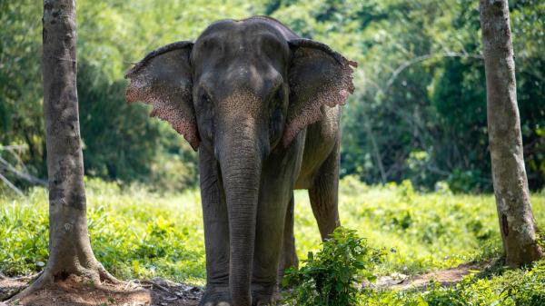 phuket photos attractions elephant-sanctuaries